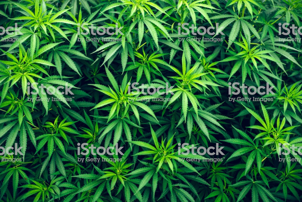 Cannabis Farm Cultivation Wallpaper Marijuana Weed Stock Photo