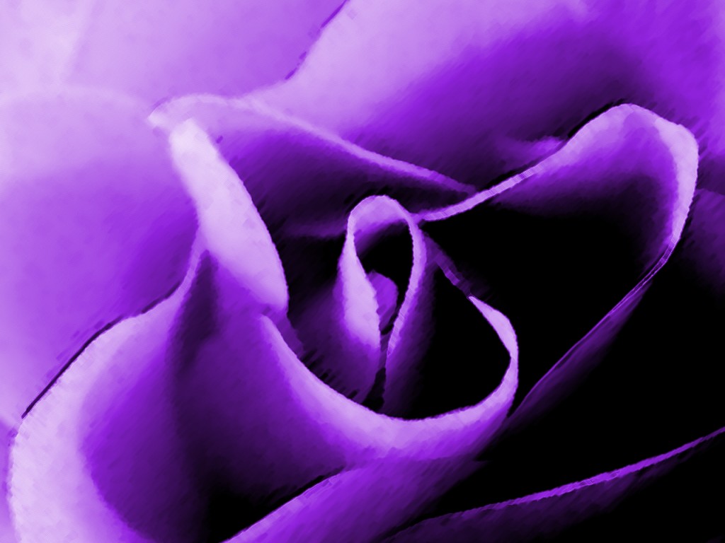 Purple Color Roses Flowers Of Colors New Collection