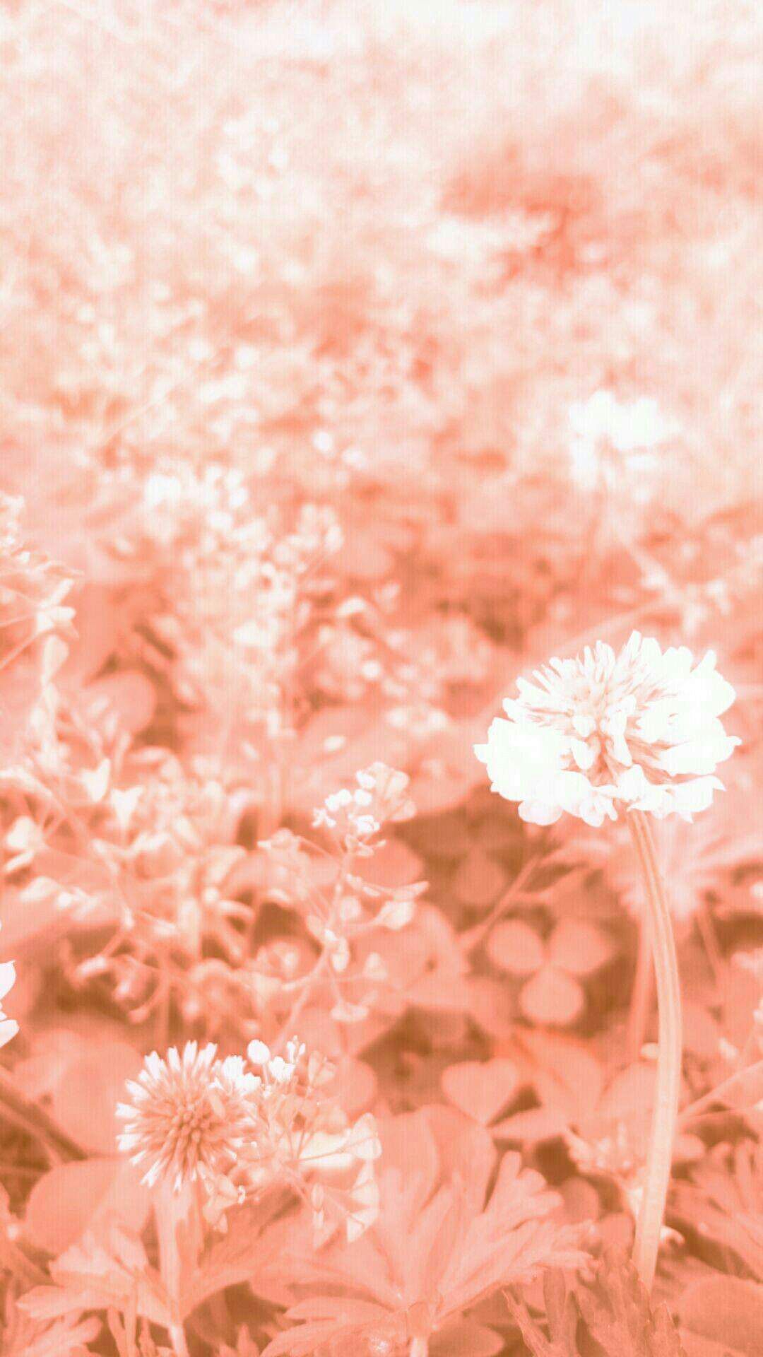 field wild white clover wallpapersc iPhone7Plus