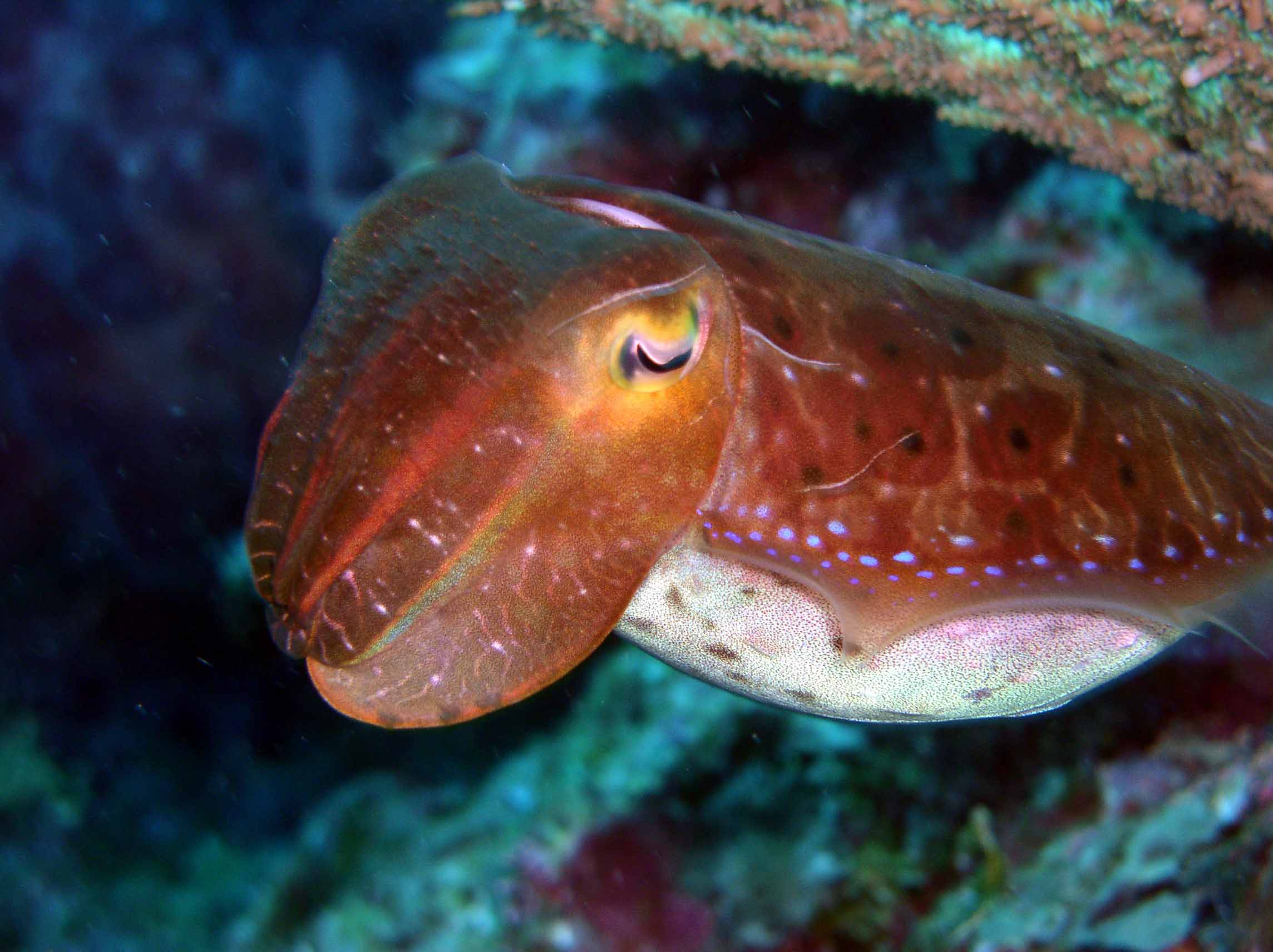 Cuttlefish HD Wallpaper General