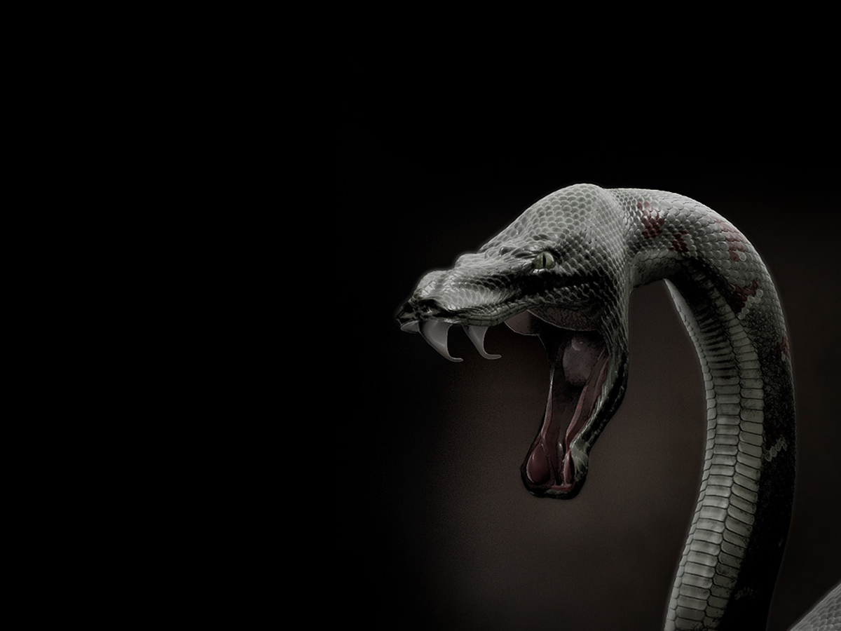Black Mamba Snake Pictures Best Wallpapers FanDownload Free