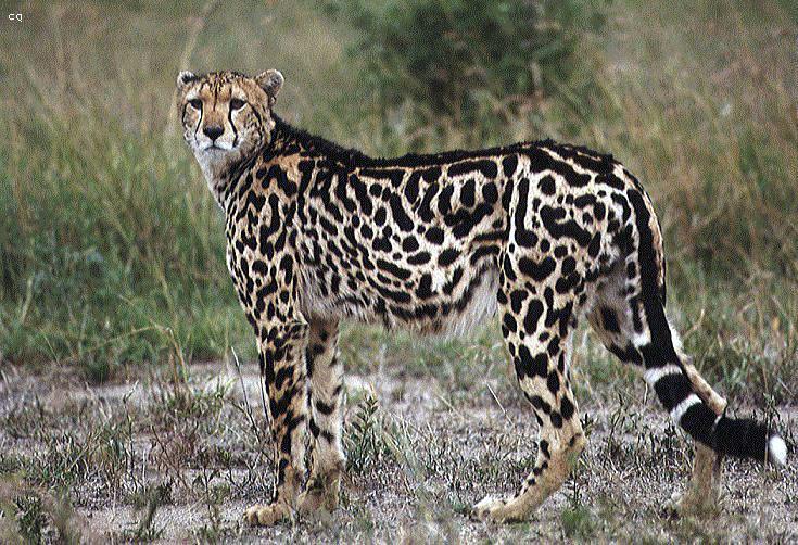 King of The Jungle Lion Cheetah Tiger Wild Animal Wallpaper Border, 15 ft x  9 in | eBay