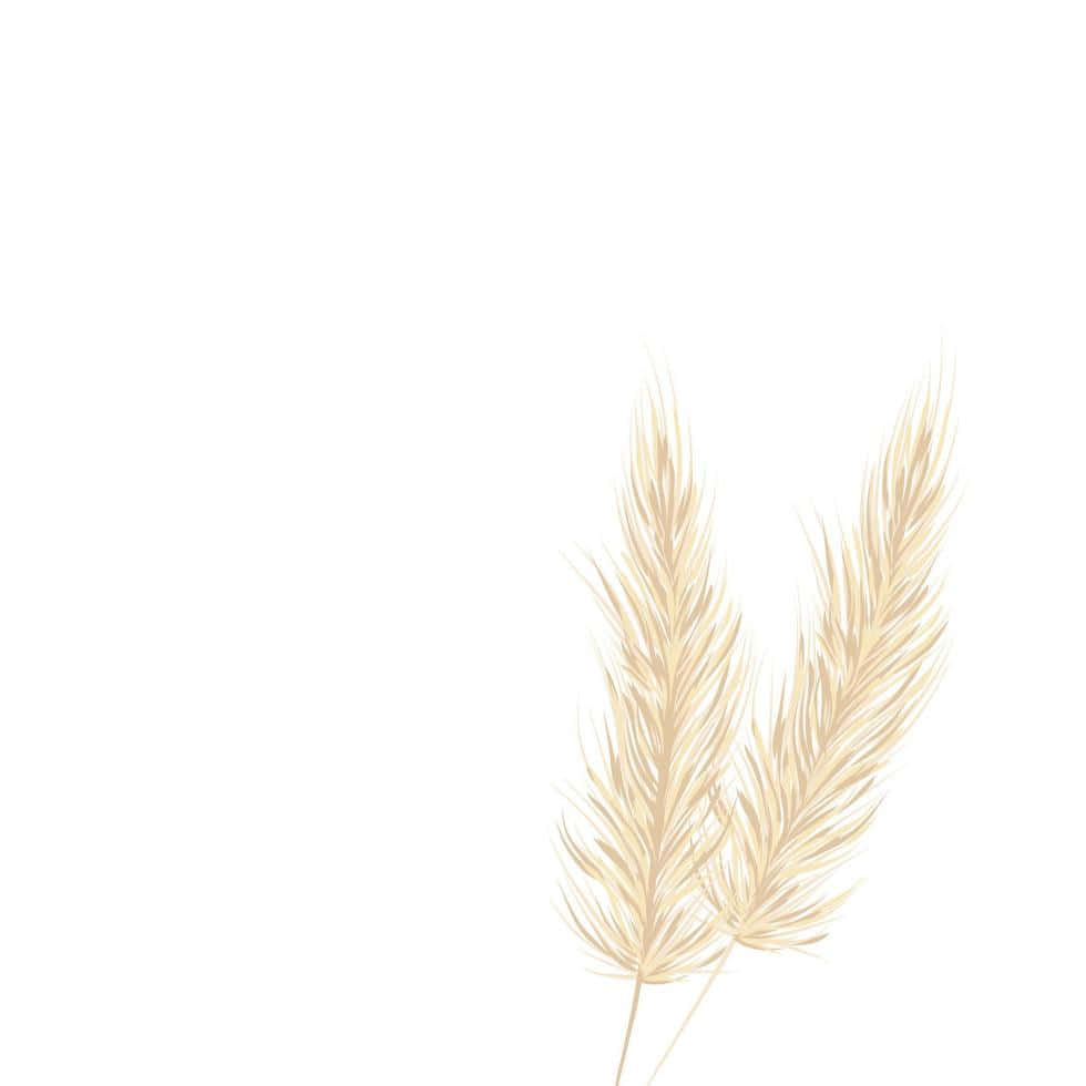 Pampas Grass Background Wallpaper