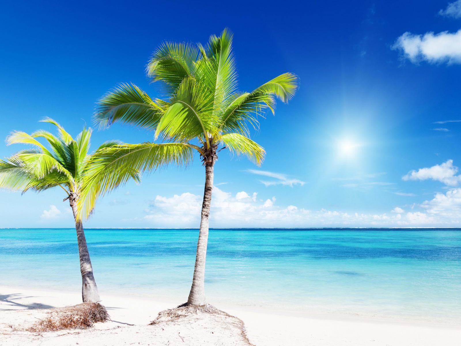 Beach Landscape With Palm Tree Wallpaper