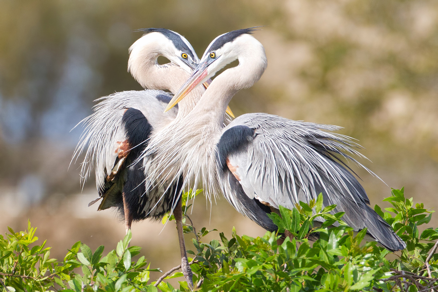 Beautiful Love Birds Wallpaper