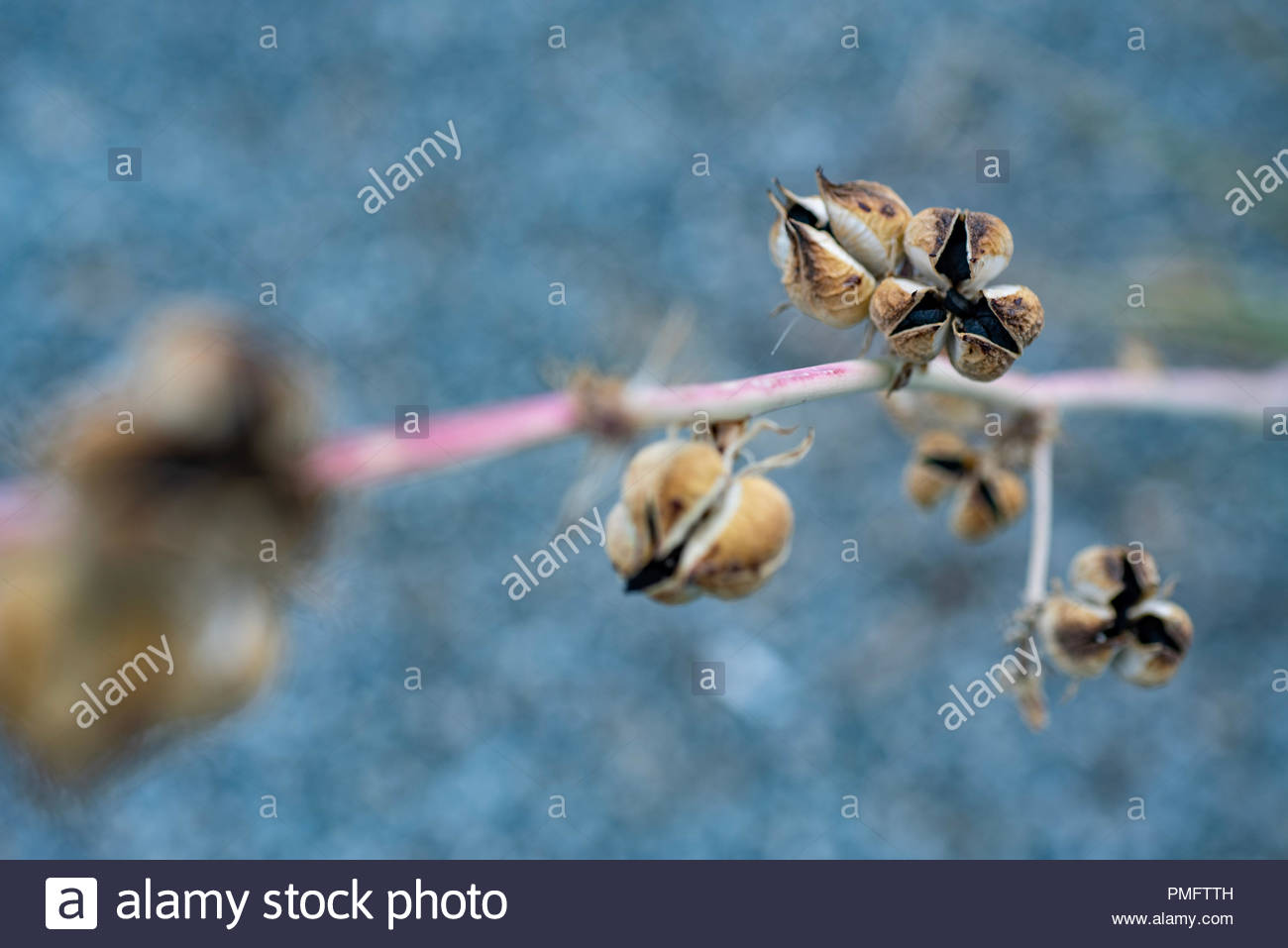 Dried Flower Seedpods In Mojave Desert Nature Background Stock