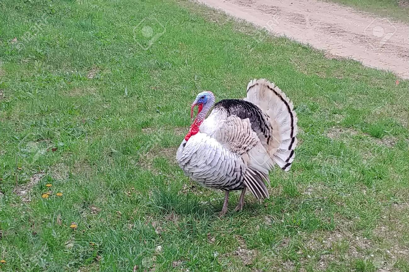 The Gobbler Had A Bushy Tail On Background Of Green Grass Stock