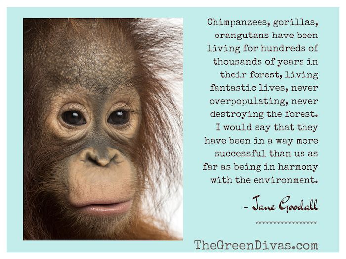 Orangutan Jane Goodall Quote What Is Your Favorite Green