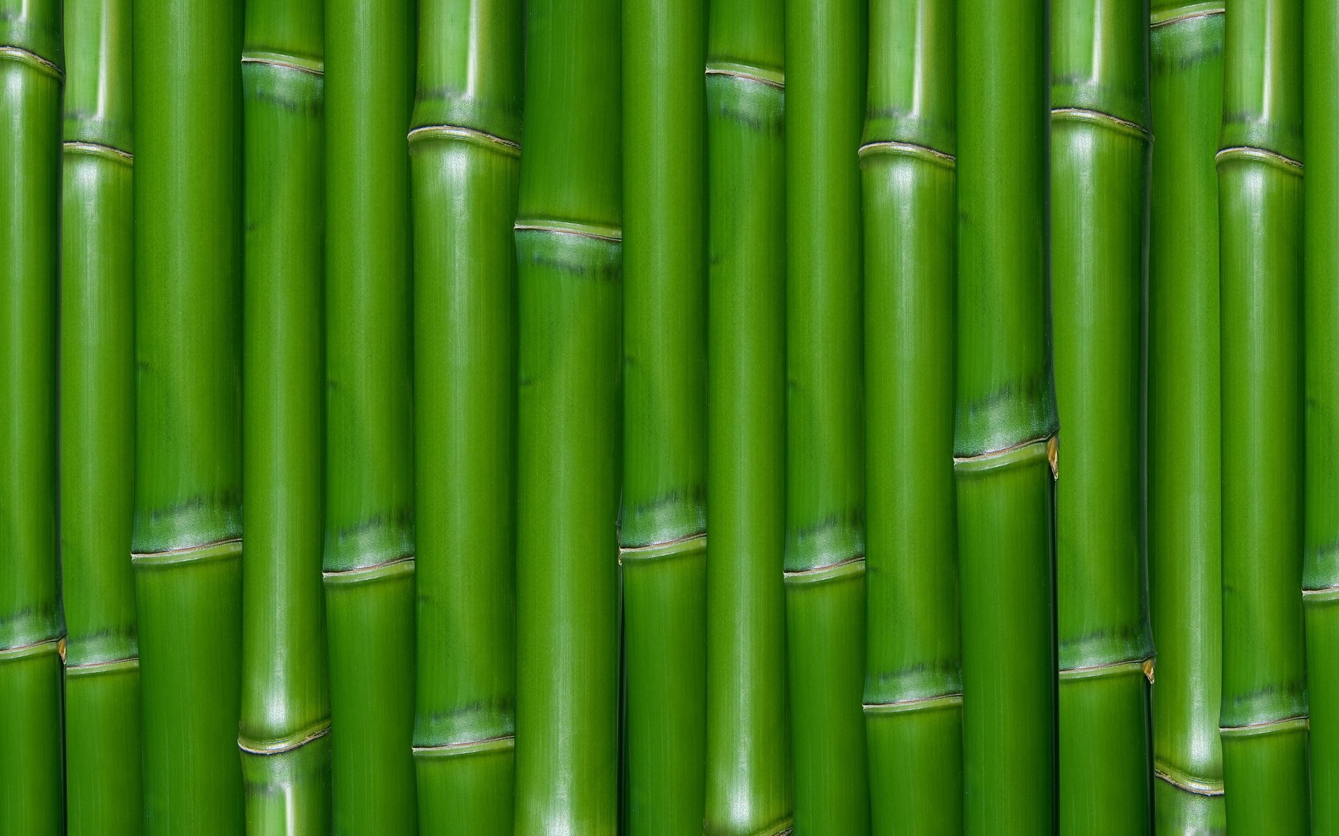 Bamboo HD Wallpaper Background Image