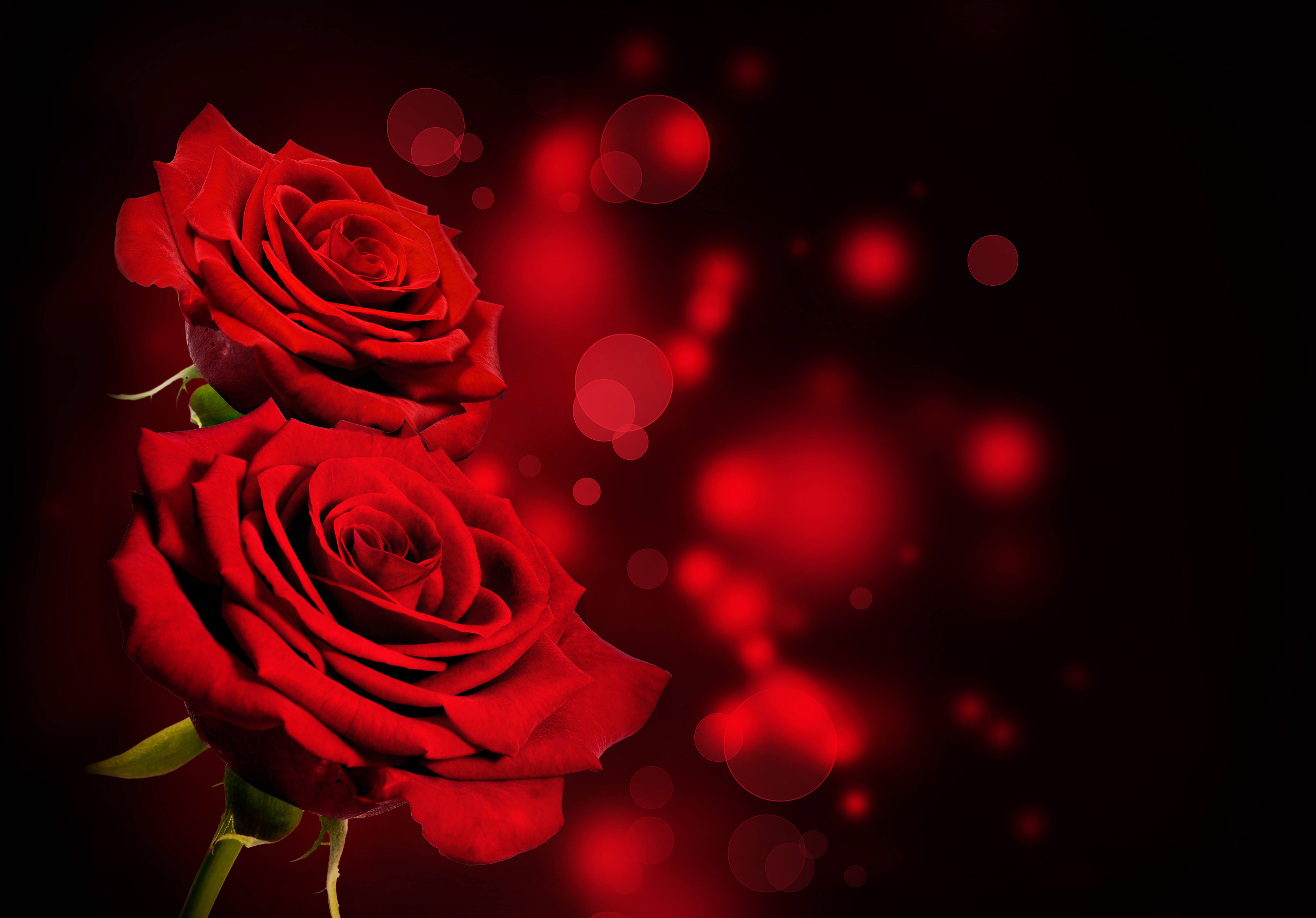 Black Background Red Roses Gallery Yopriceville   High