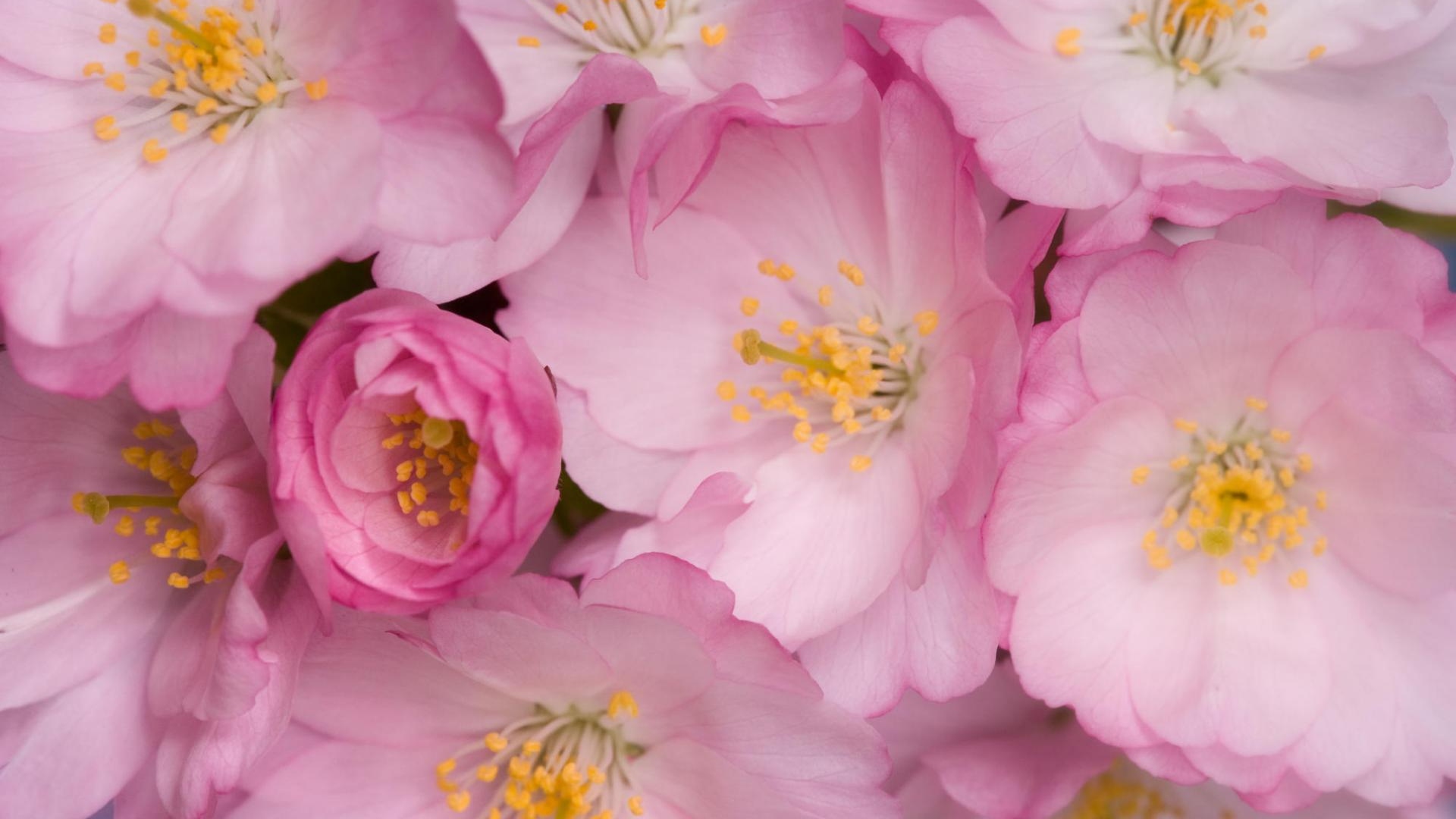 Download Wallpaper 1920x1080 wild roses flowers pink yellow