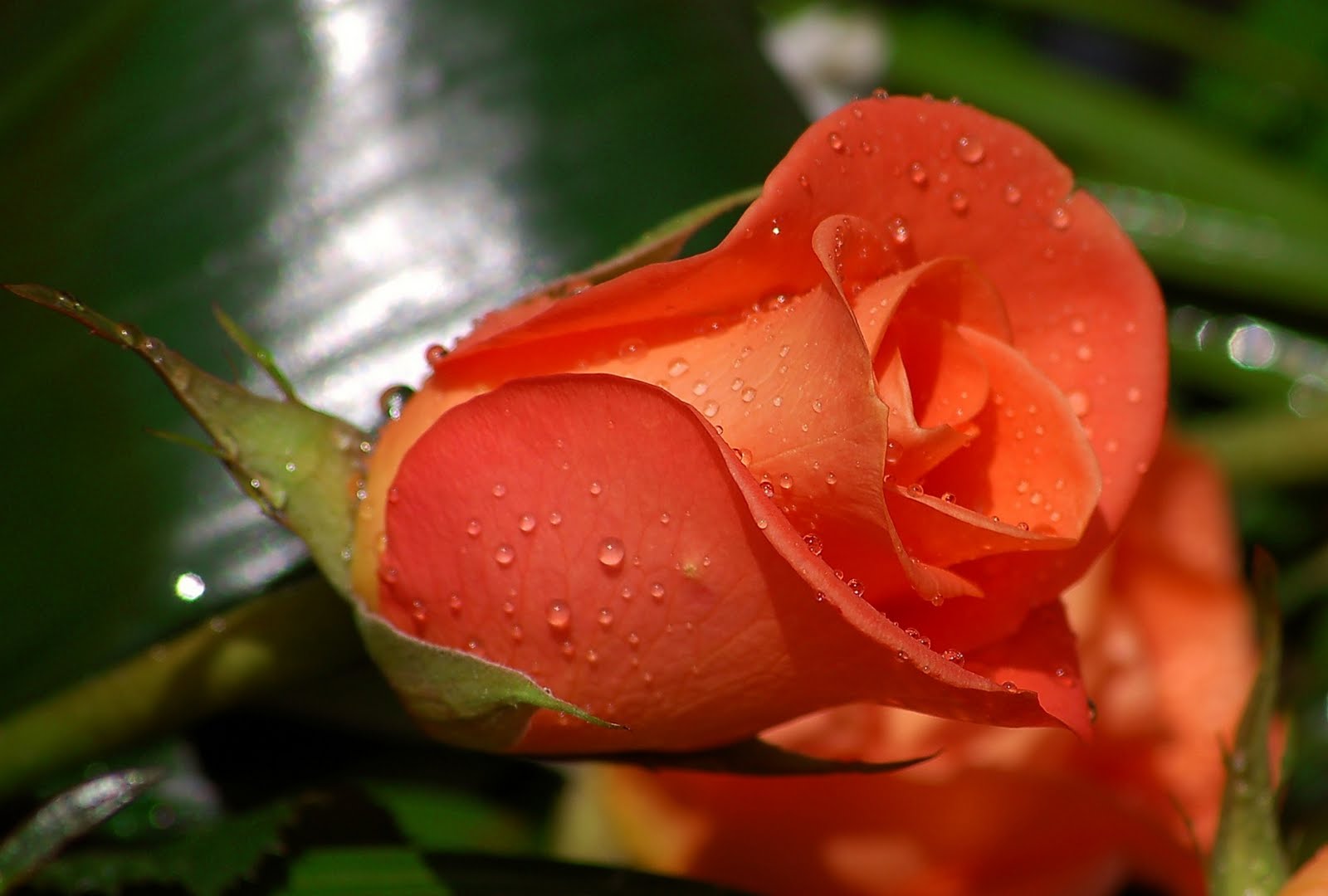 Beautiful Flower HD Rose Wallpaper