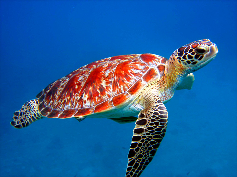 Animal Wallpaper Sea Turtle