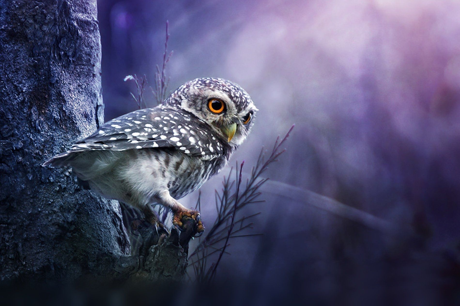 Owl Wallpaper Top Background