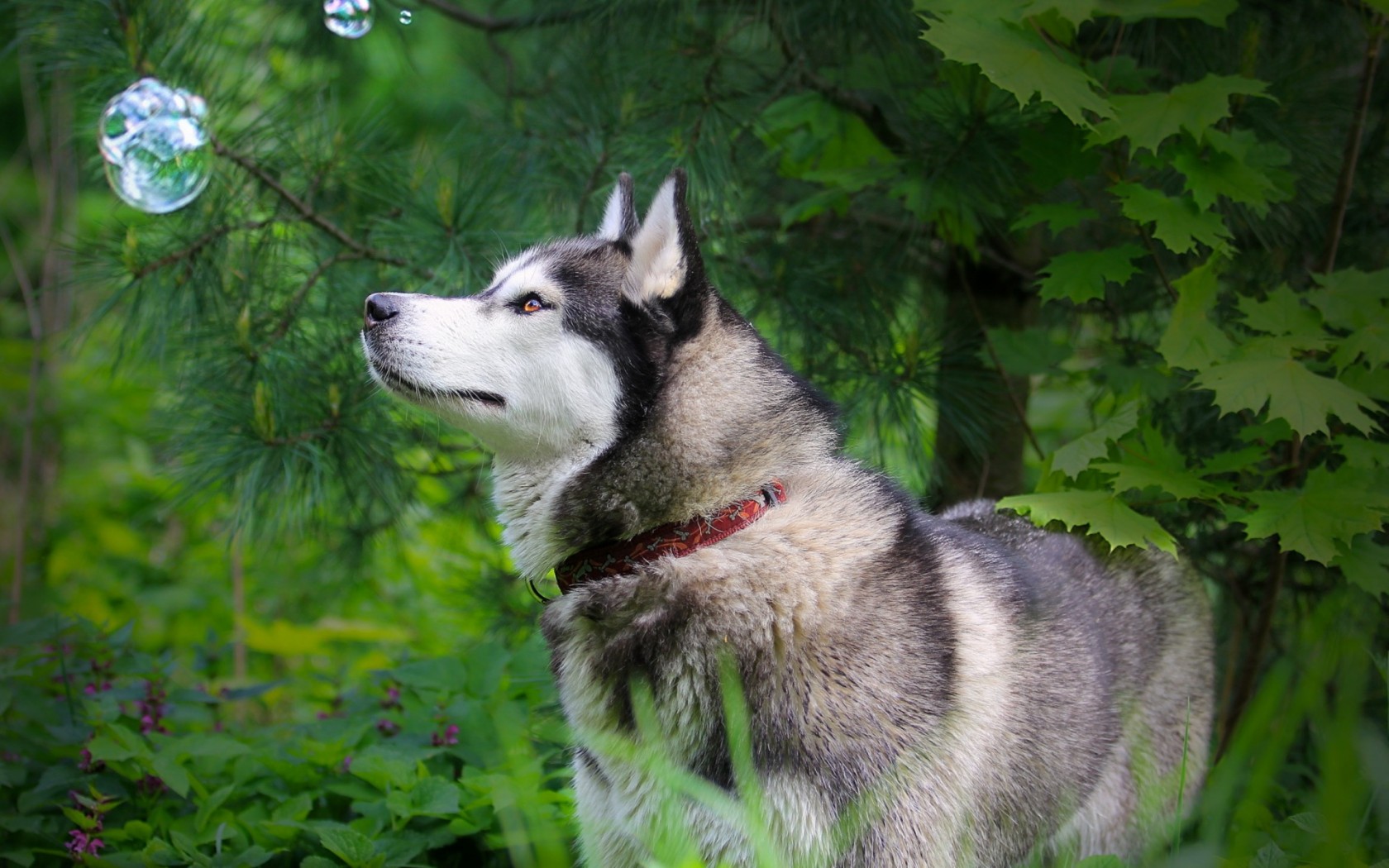 Siberian Husky Dog Wallpaper Widescreen Imagebank Biz