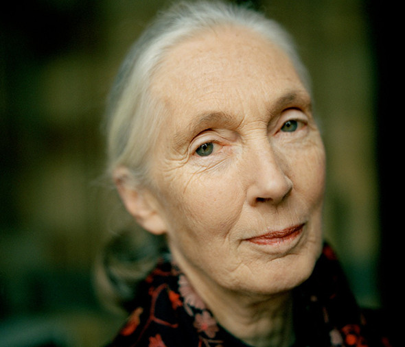 Pin Jane Goodall Picture Wallpaper Animal Pla