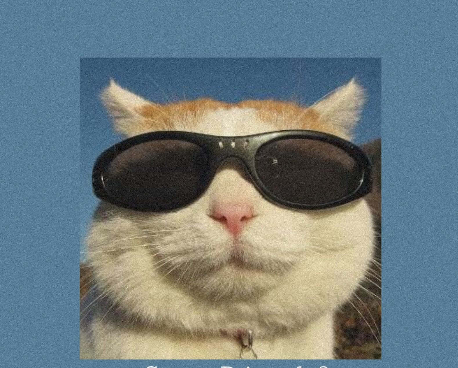 Funny Aesthetic Picture Wallpaper