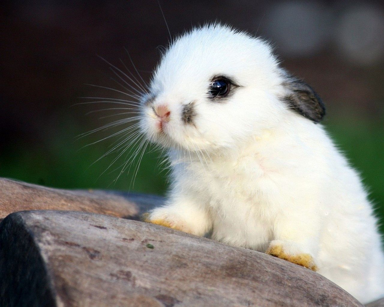 Cute White Baby Bunnies HD Pictures Wallpaper Forest