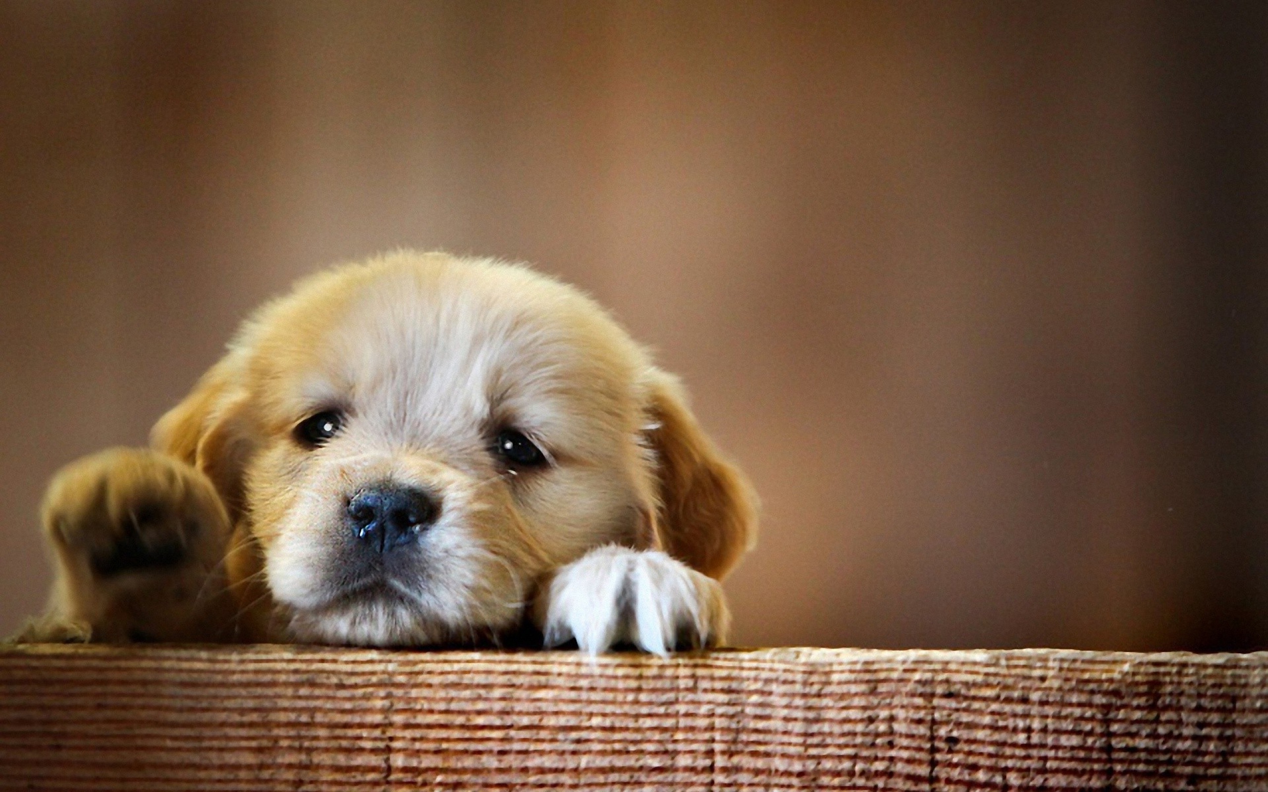 Adorable Golden Retriever Puppy Peeking Over a Wooden Fence