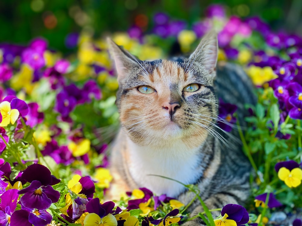 Cat Flowers Pictures Image