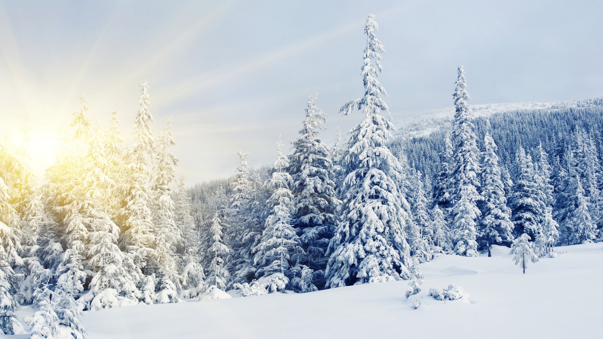 Winter Snow Covered Trees Wallpaper And Image