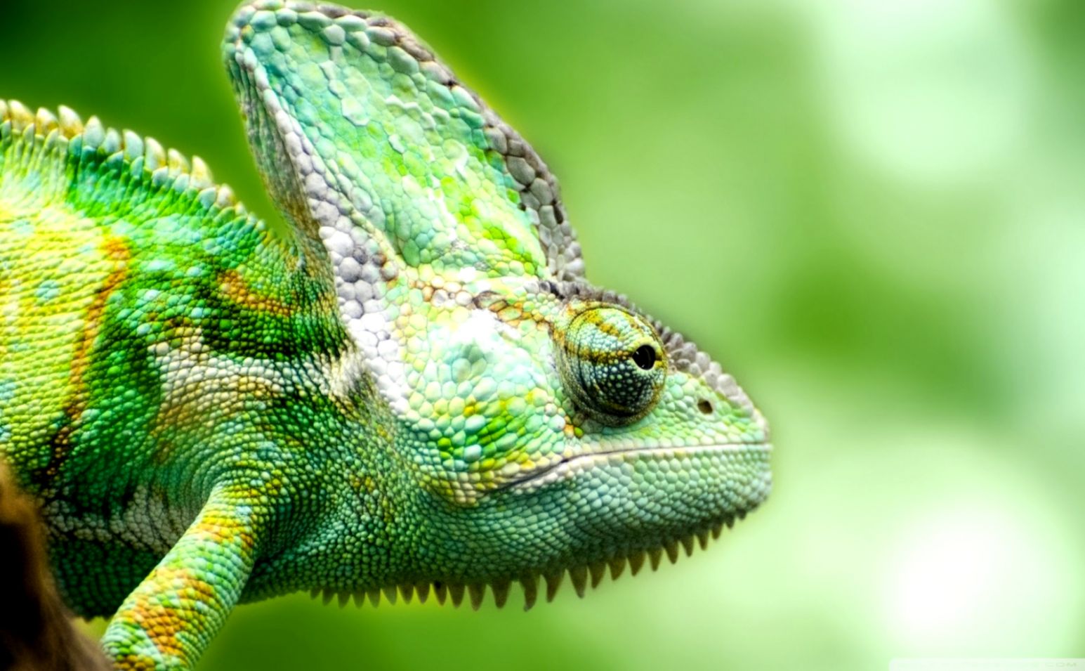 Lizard Chameleon HD Wallpaper Genius