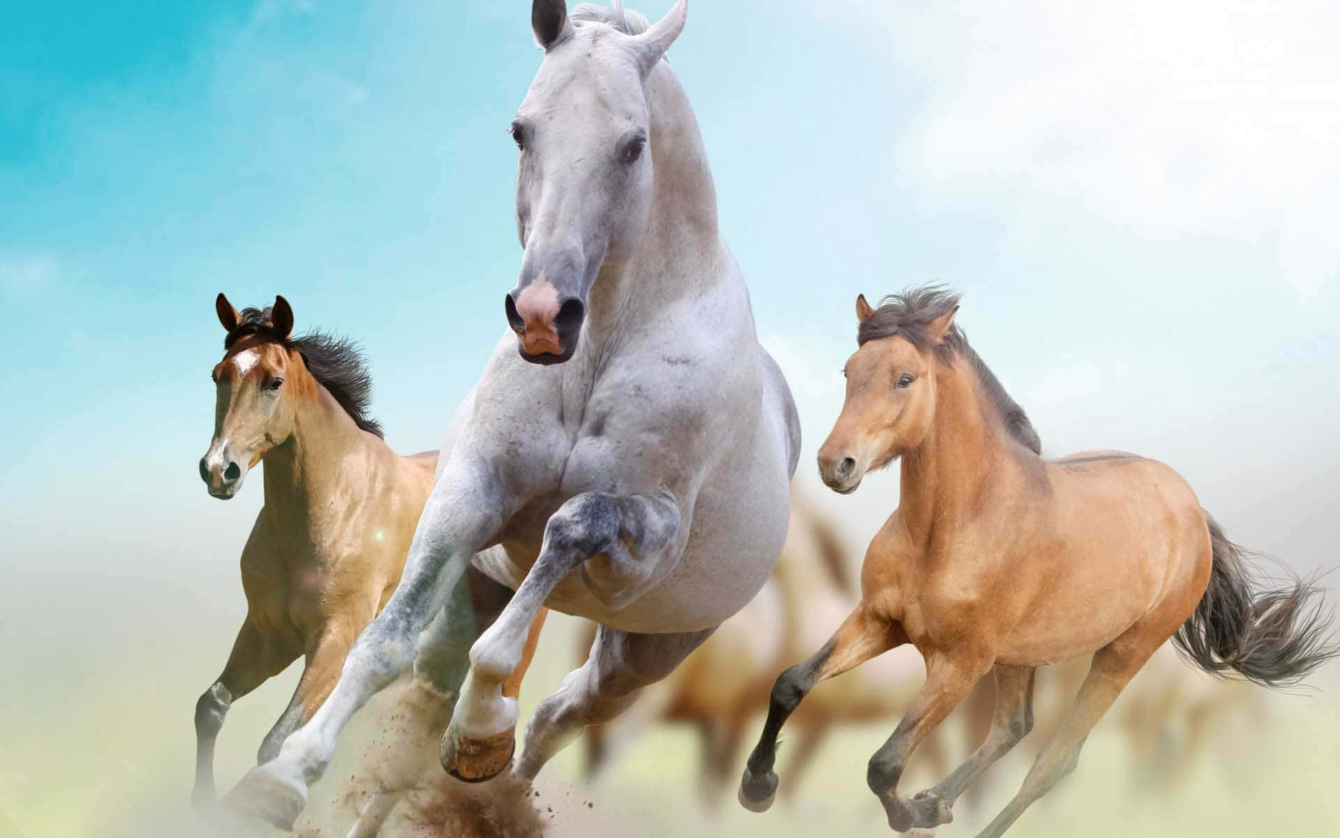 Beautiful Horse Wallpaper