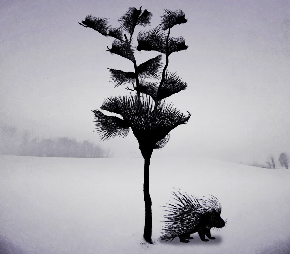 Porcupine Tree By Sosido