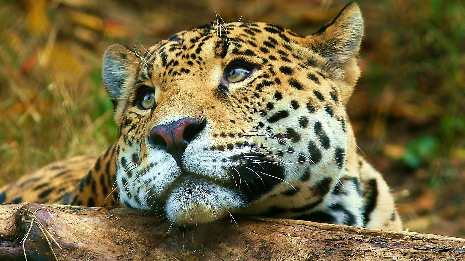 Leopard Daydreaming Wallpaper Big Cats Animals In Jpg