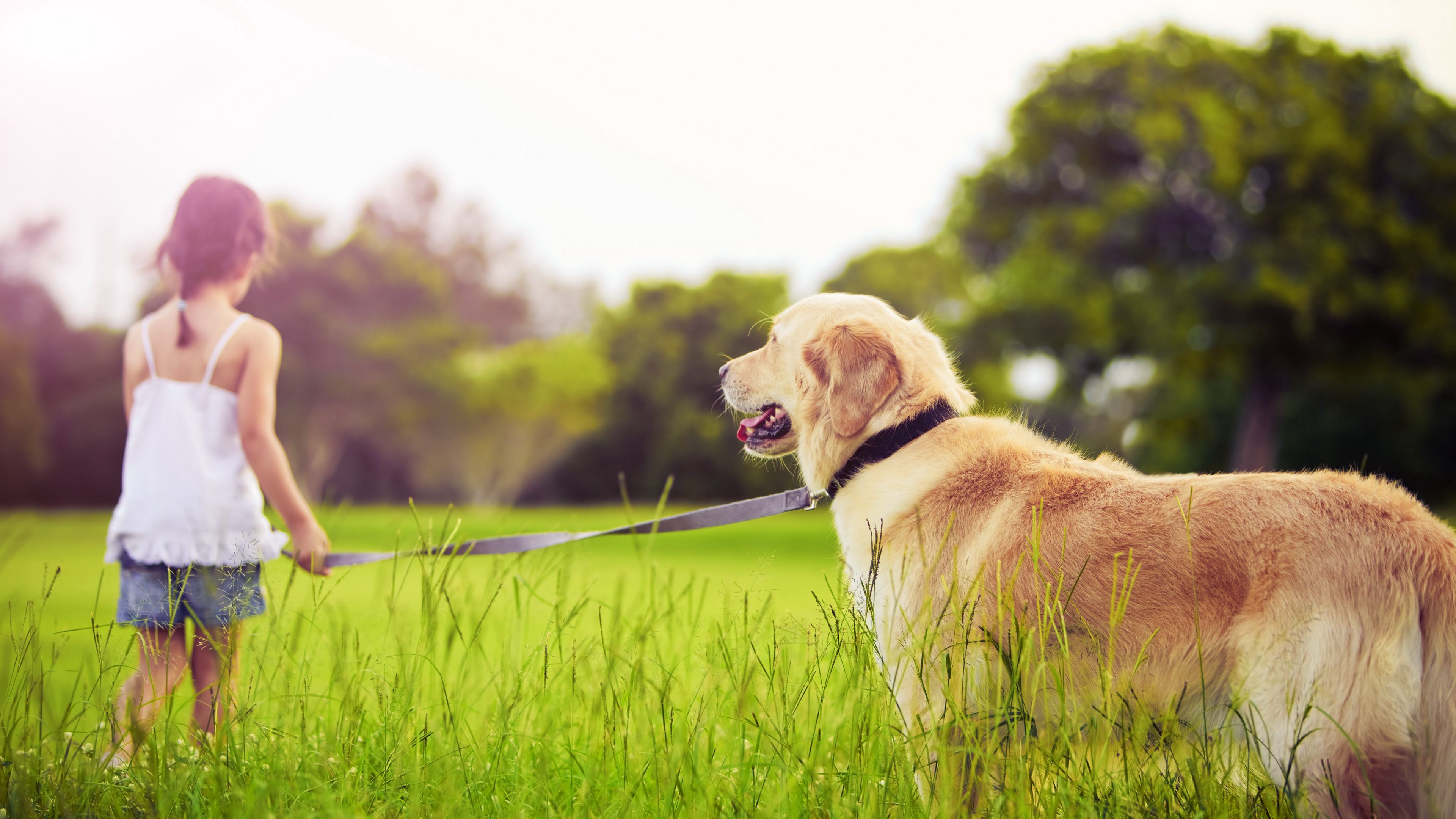 Girl Leash Dog Walk Grass Park 4k HD Wallpaper