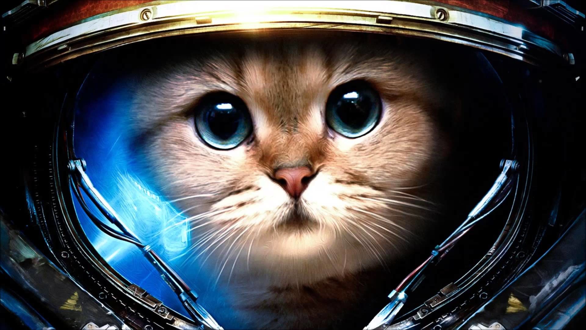 Funny Cat Desktop Wallpaper Image