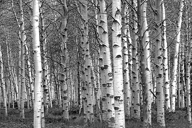 Black And White Birch Tree Wallpaper Forest Grove