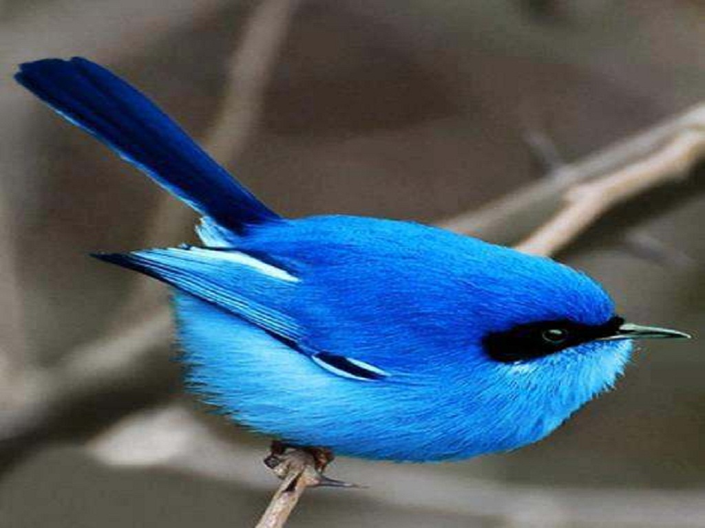 Beautiful Blue Bird Wallpaper