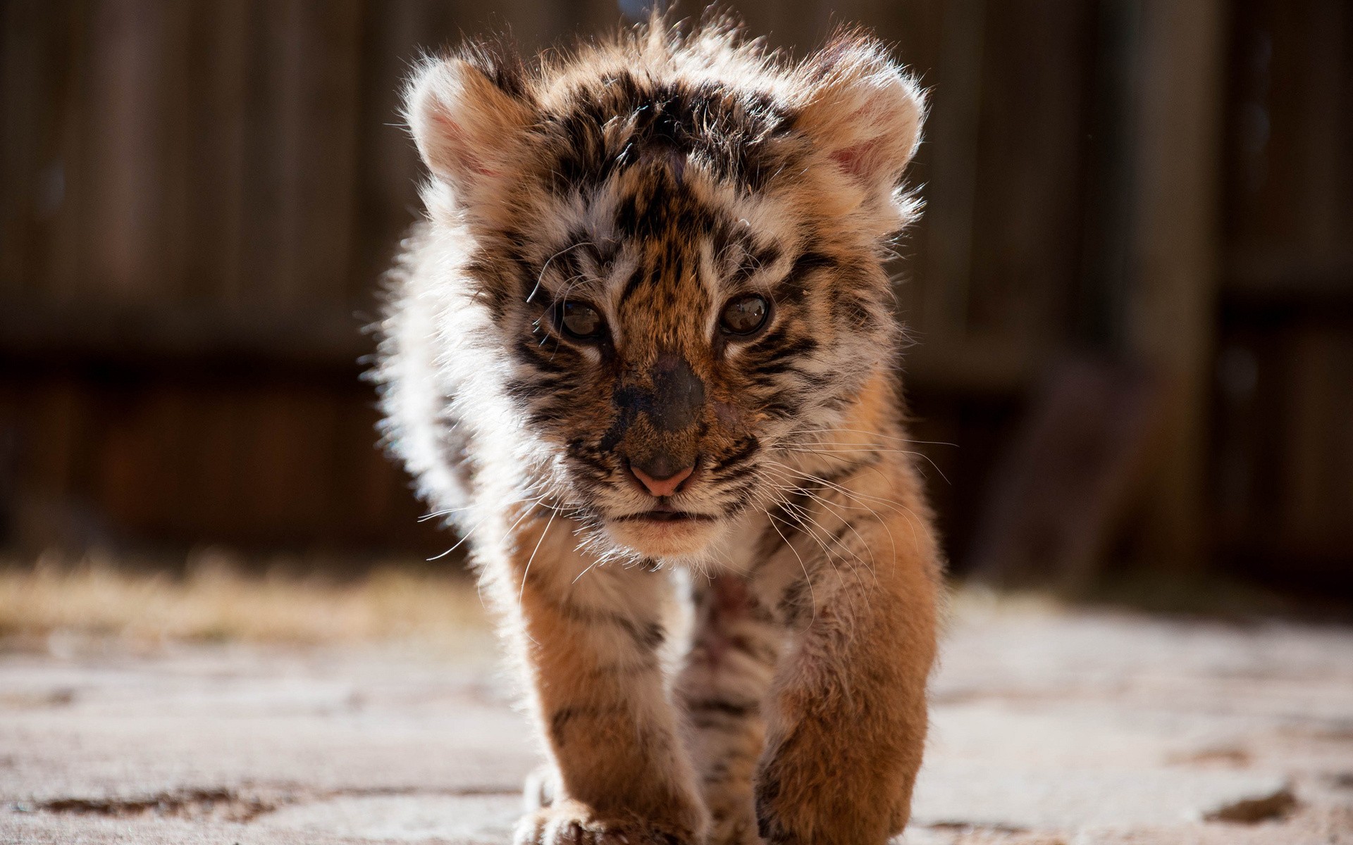 Tiger Cub Face Eyes Cute Cats Wallpaper
