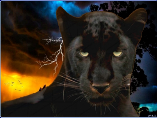 Panther Eyes Wallpaper Black With