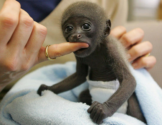 Cute Baby Black Monkey Catch A Finger