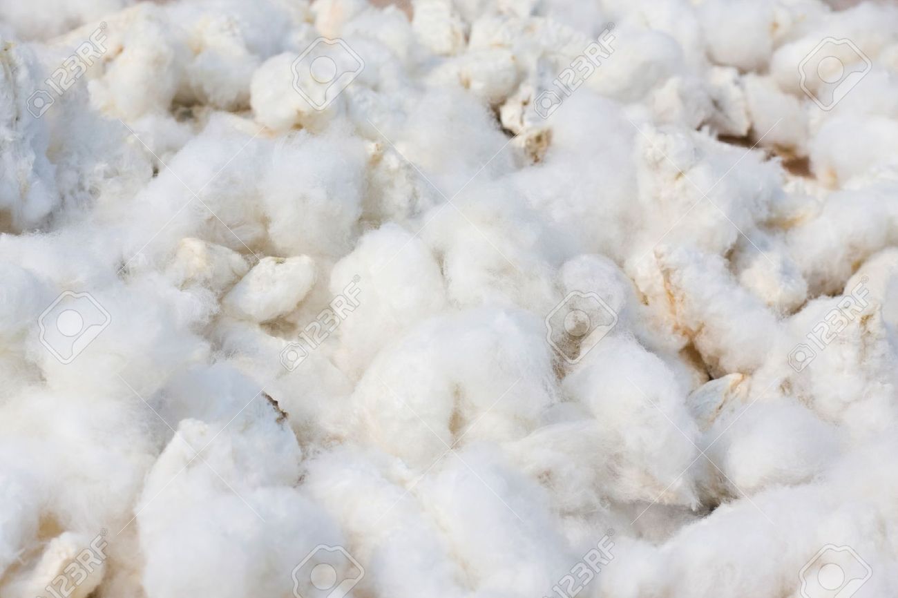 Cotton Background Stock Photo Picture And Royalty Free Image