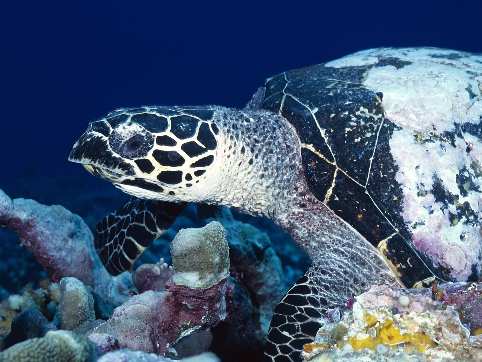 Best Wallpaper Sea Turtle