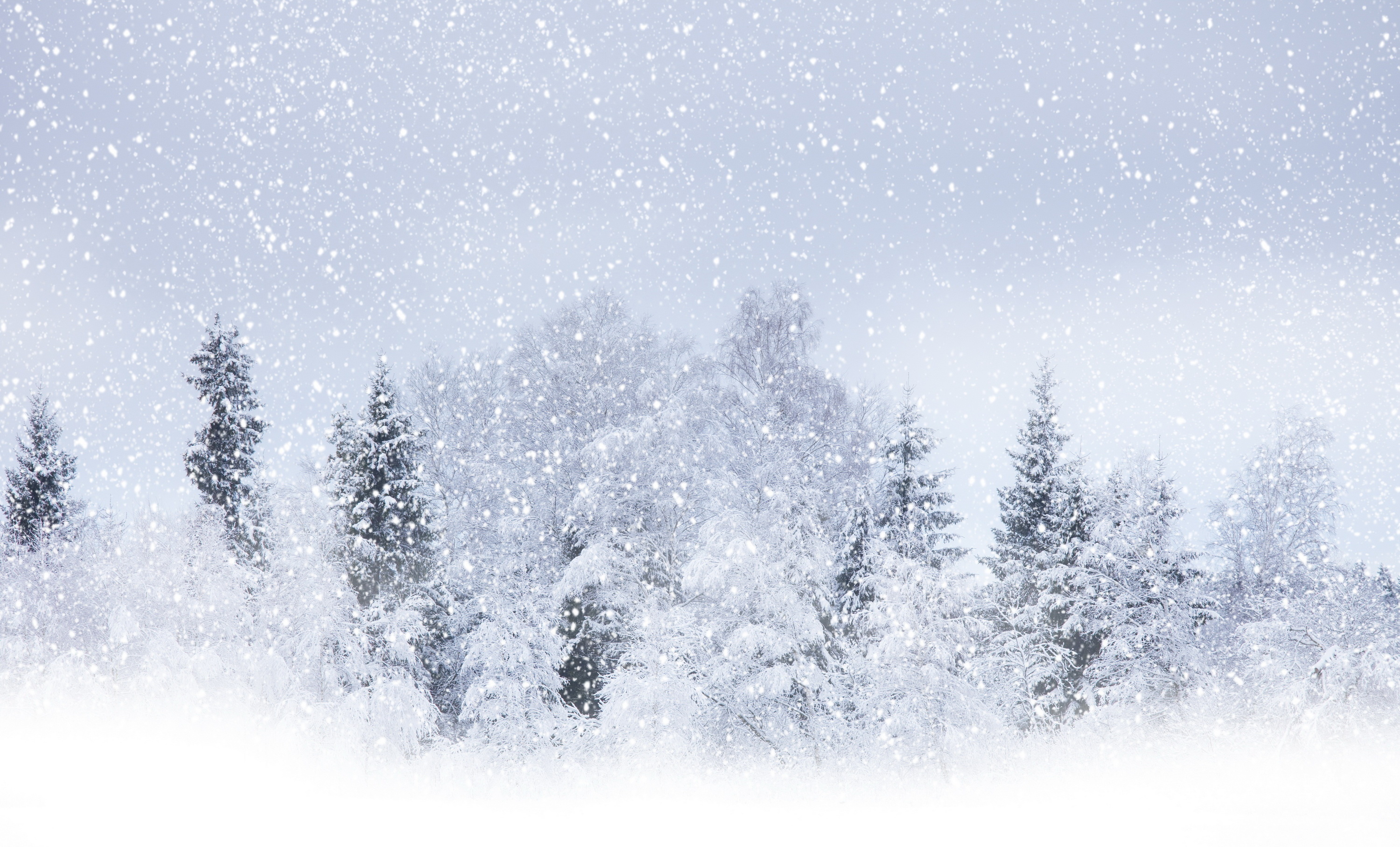 Wallpaper Winter Snow Tree Blizzard Snowstorm Desktop