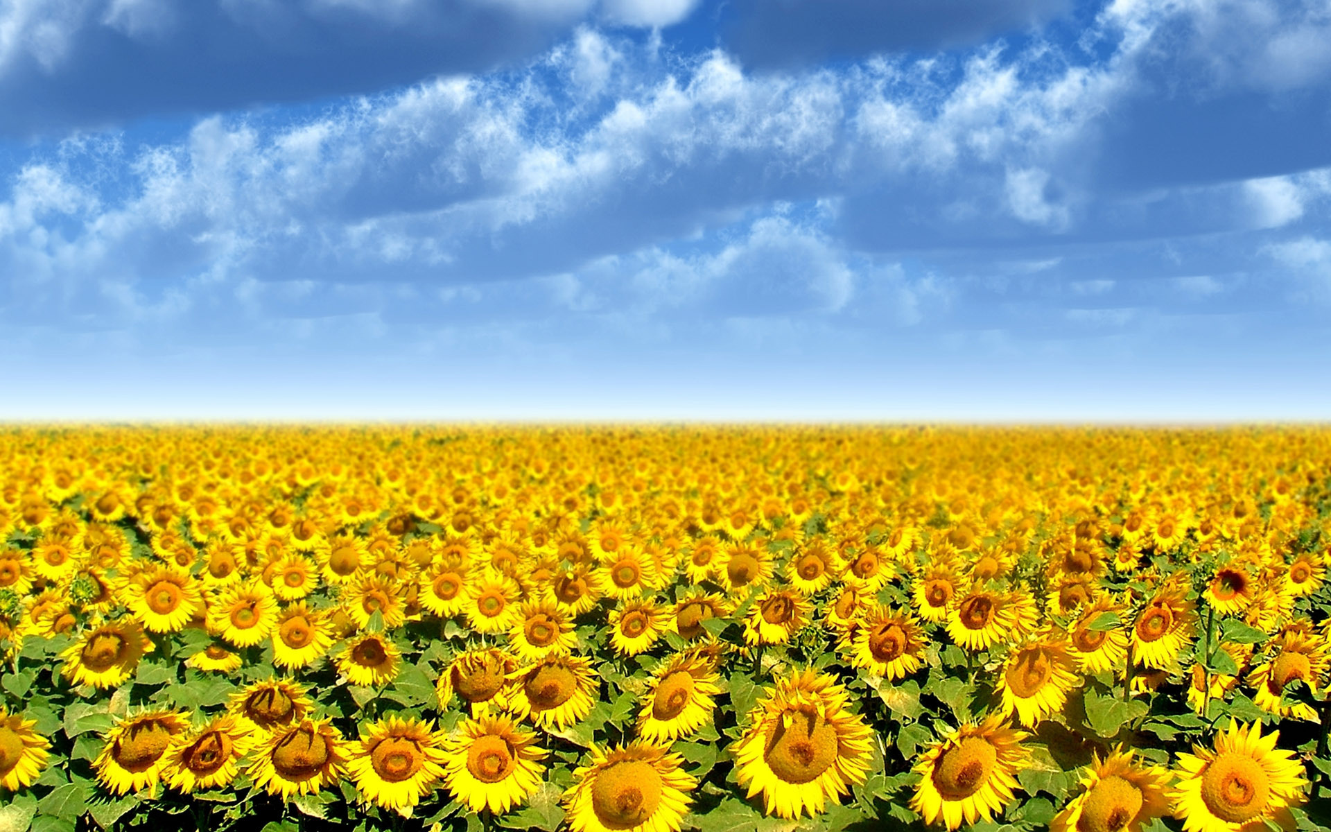 Free download Sunflower field wallpaper 2333 [1920x1200] for your