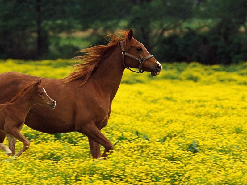 Achtergrond Wallpaper Stallion Beelden Paard