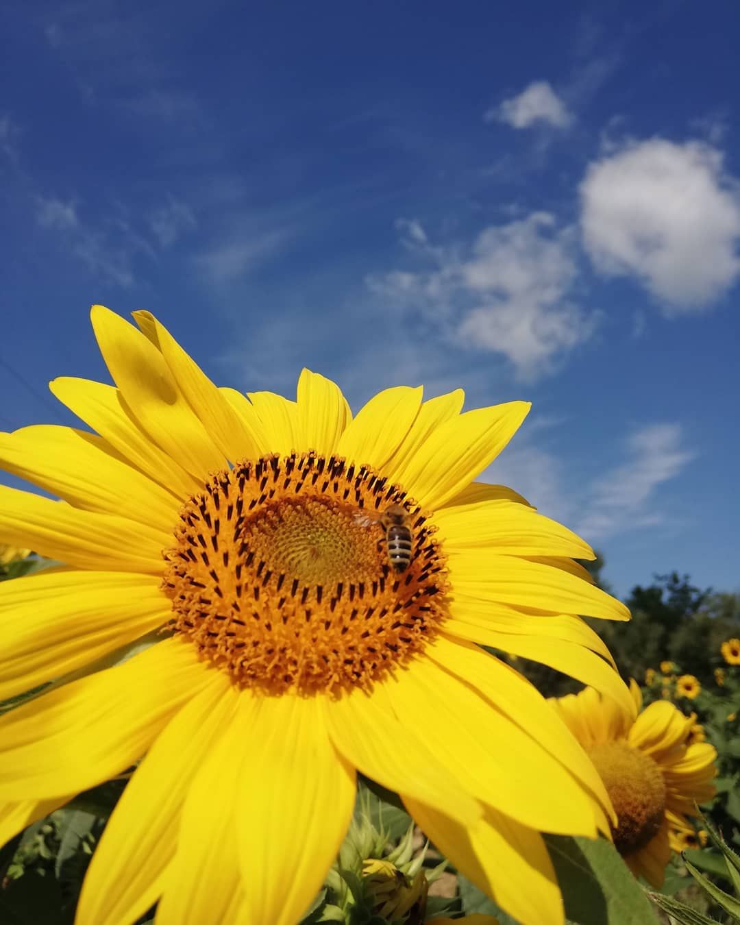 Suncokret Suncokreti Sunflower