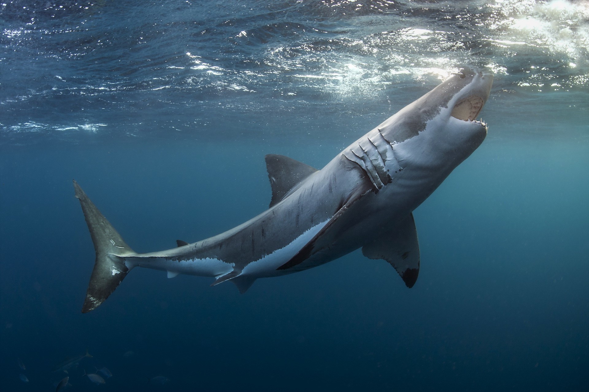 Animals Shark Underwater Great White Wallpaper HD