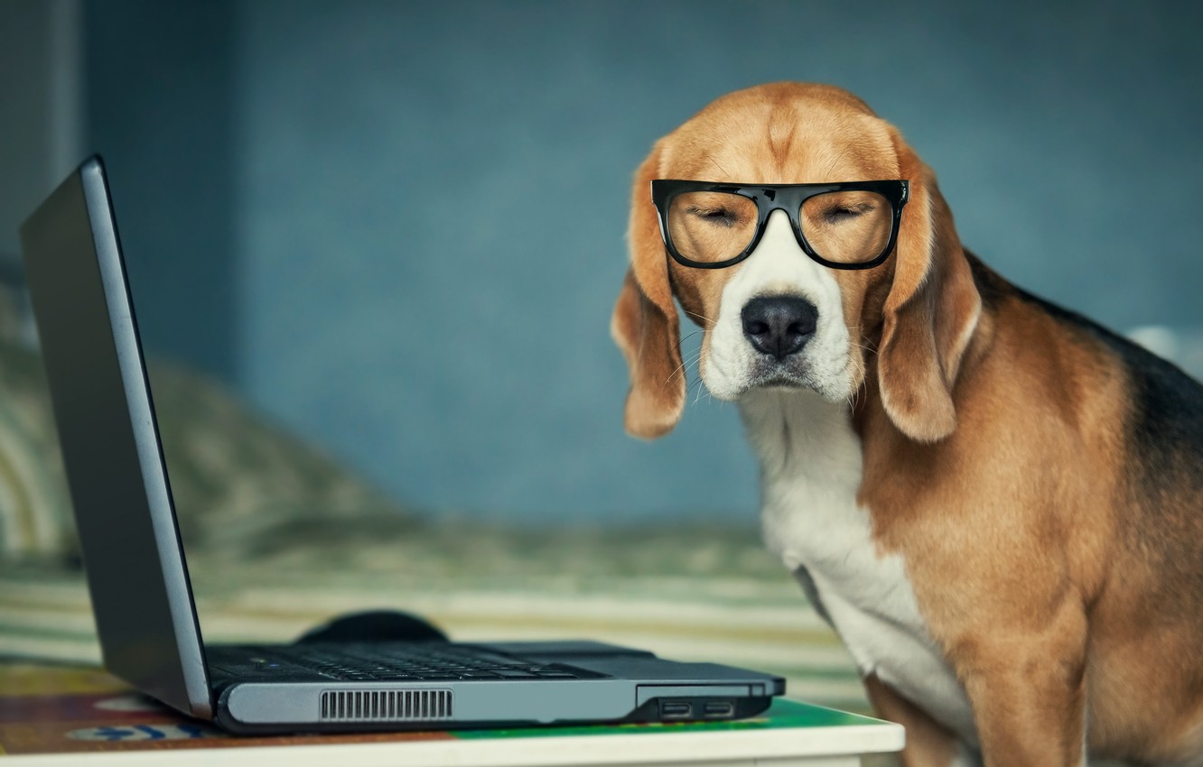 Wallpaper Dog Glasses Laptop Image For Desktop Section