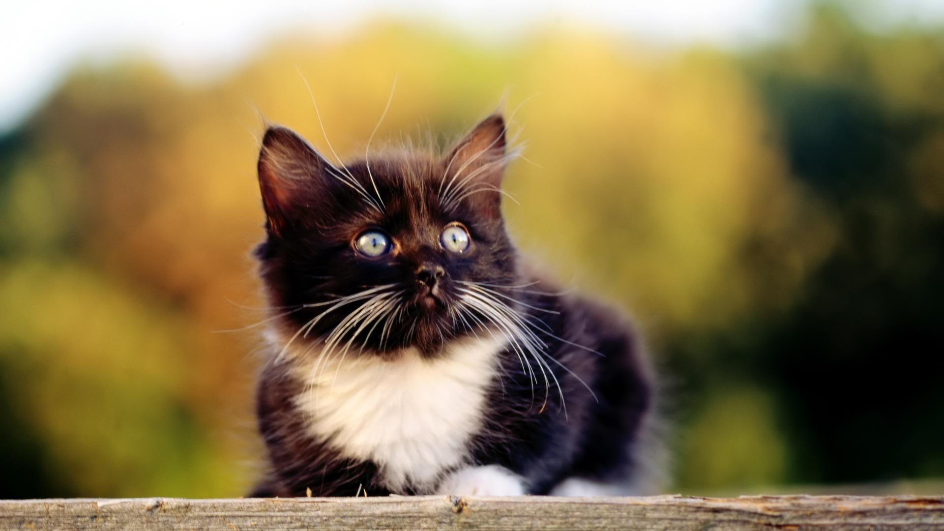 An adorable black and white kitten with bright blue eyes looks up curiously, perched on a wooden fence against a blurred backdrop of warm autumn colors