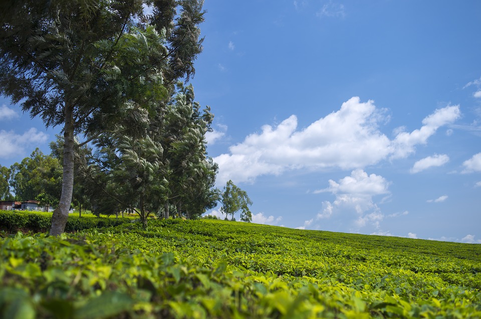 Tea Plantation Wallpaper Green Photo On