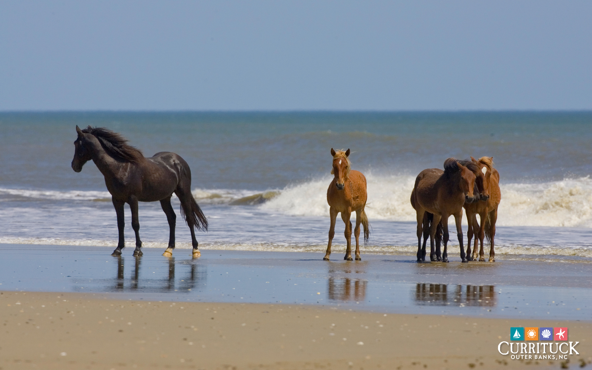 Outer Banks Wild Ponies Around The Usa
