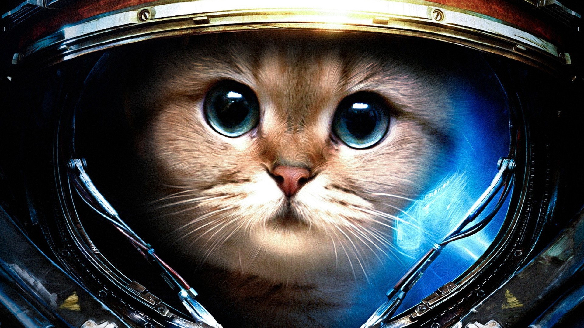 Fav Rate Tweet Funny Cat Starcraft Resolution