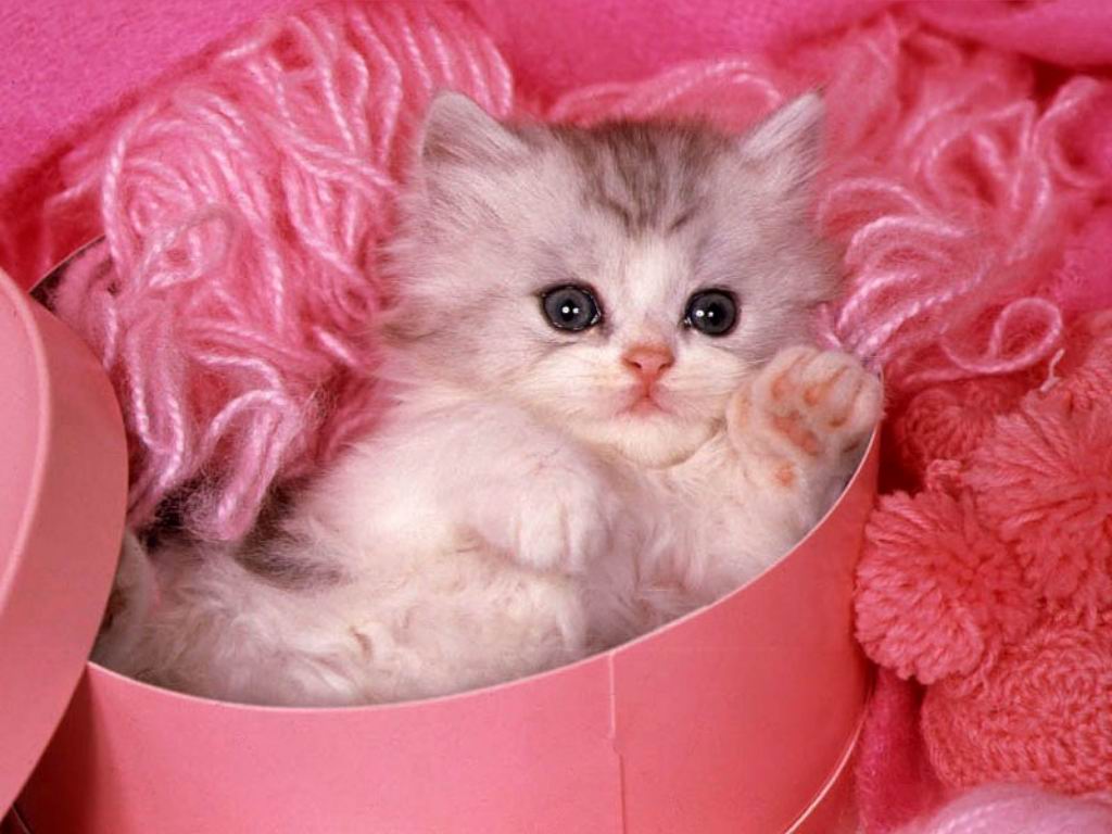 Free download Video In Style CuTe WaLLpApErs[Sweet Babies ...