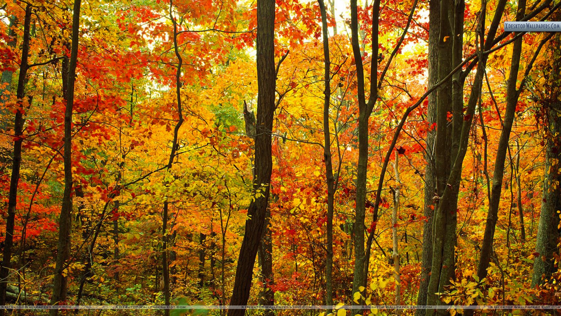 Crimson Forest Appalachian Mountains North Carolina Wallpaper
